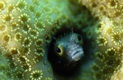 Alison Kemp found this little blenny in the coral in Nass... by Fin Photo 